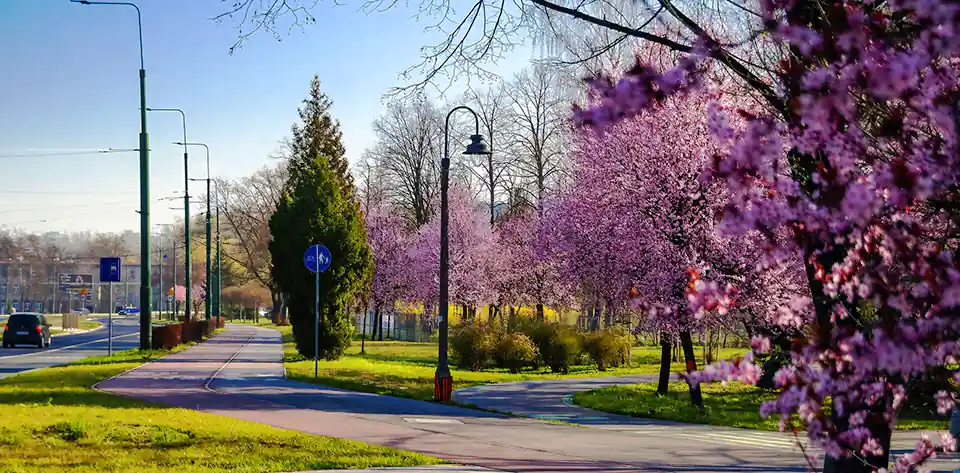 Wynajem autokarów Sosnowiec