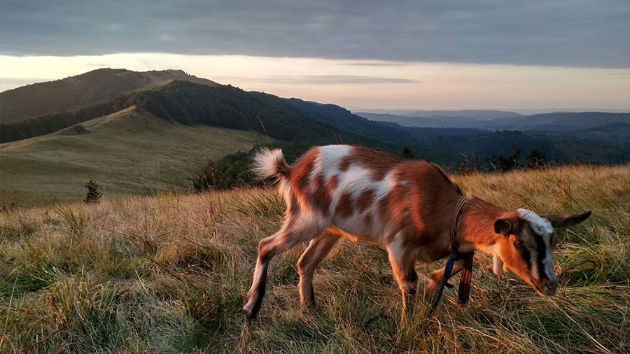 wynajem autokarów bieszczady ukraina