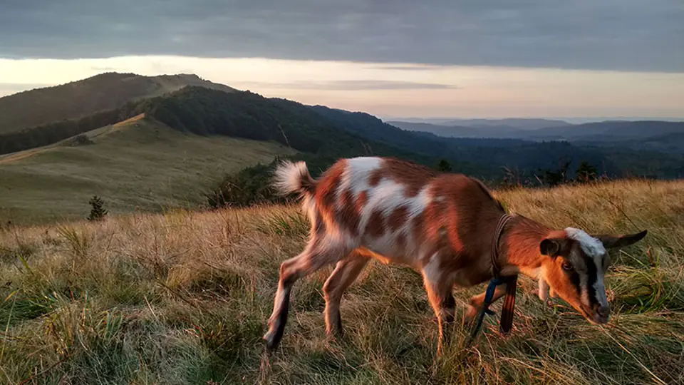 Wynajem autokarów Bieszczady Ukraina